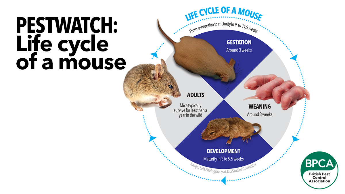 Life cycle